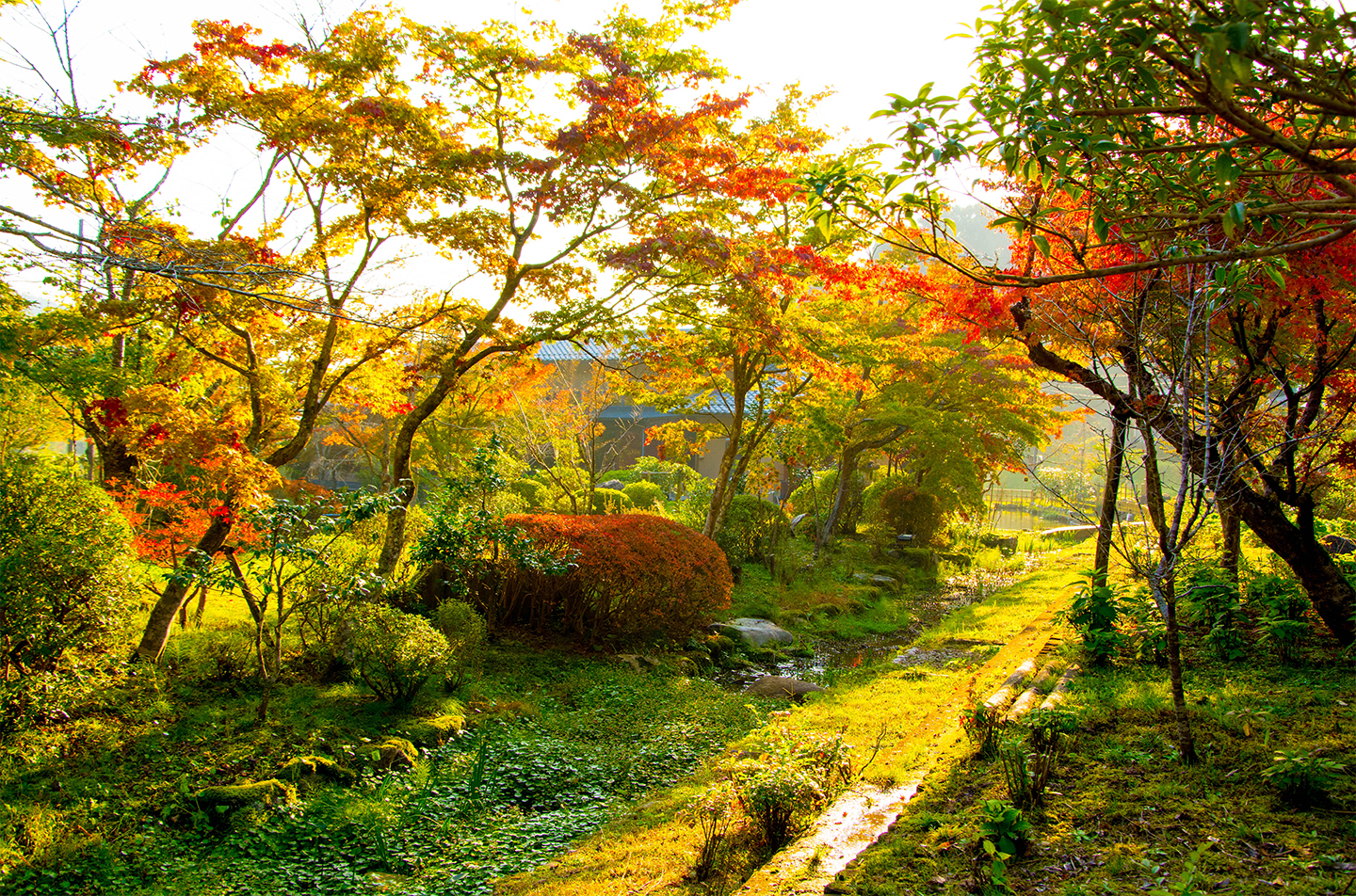 京都の料亭 ゆう月 秋の庭園風景 紅葉