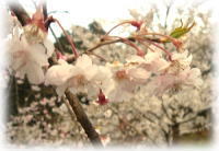 �t�̒뉀���i