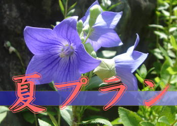 �ăv����