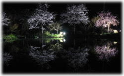 夜桜ライトアップ