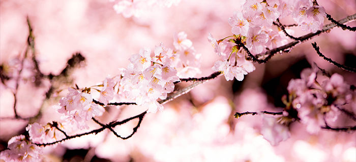 綾部の料亭 ゆう月 春 お花見 夜桜 ライトアップ 桜の名所