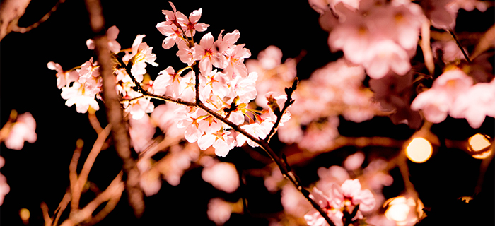 綾部の料亭 ゆう月 春 お花見 夜桜 ライトアップ 桜の名所