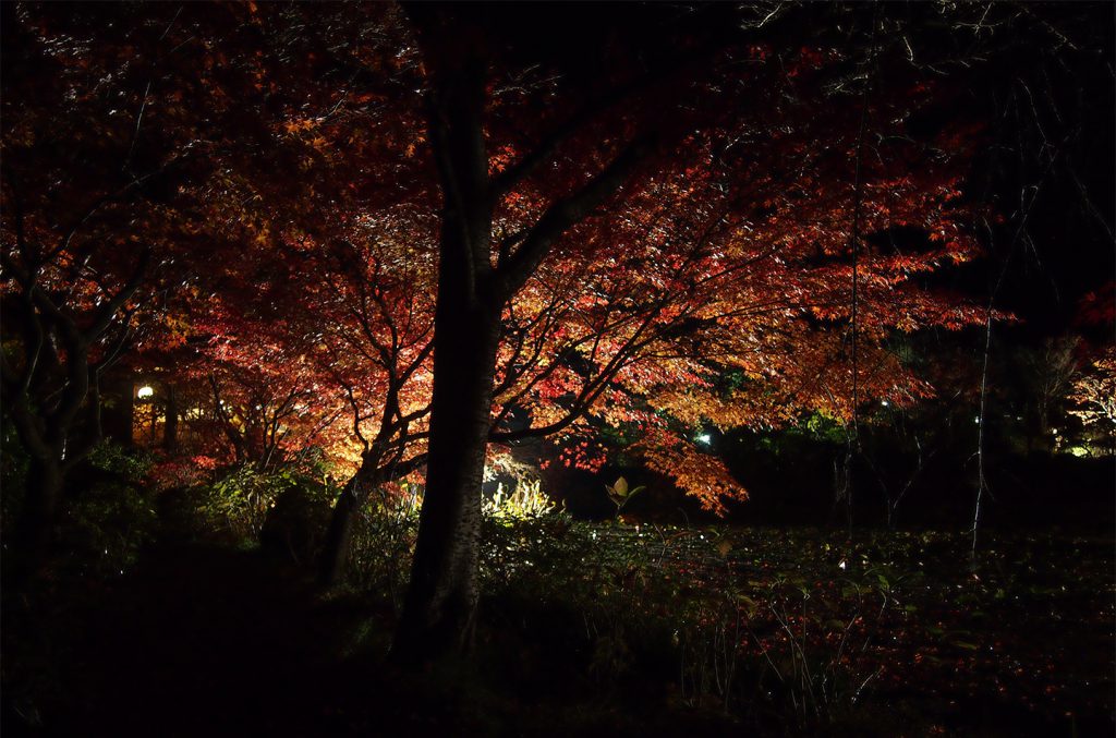 綾部の料亭 ゆう月 秋の庭園 紅葉 ライトアップ