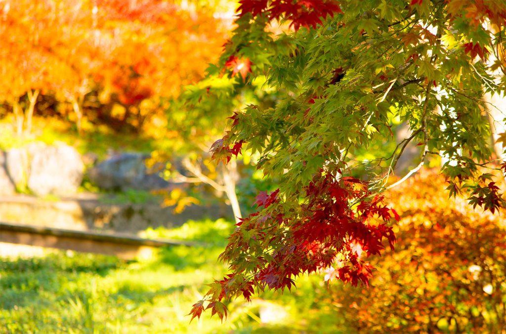 綾部の料亭 ゆう月 秋の庭園 紅葉