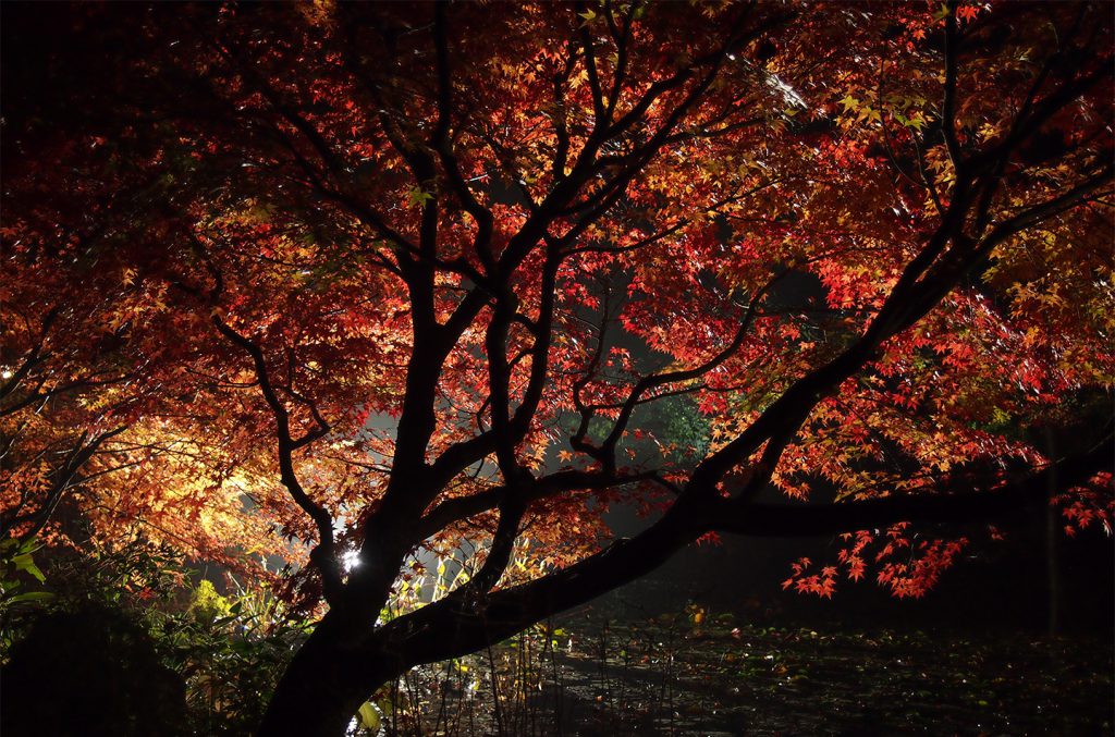 綾部の料亭 ゆう月 秋の庭園 紅葉 ライトアップ