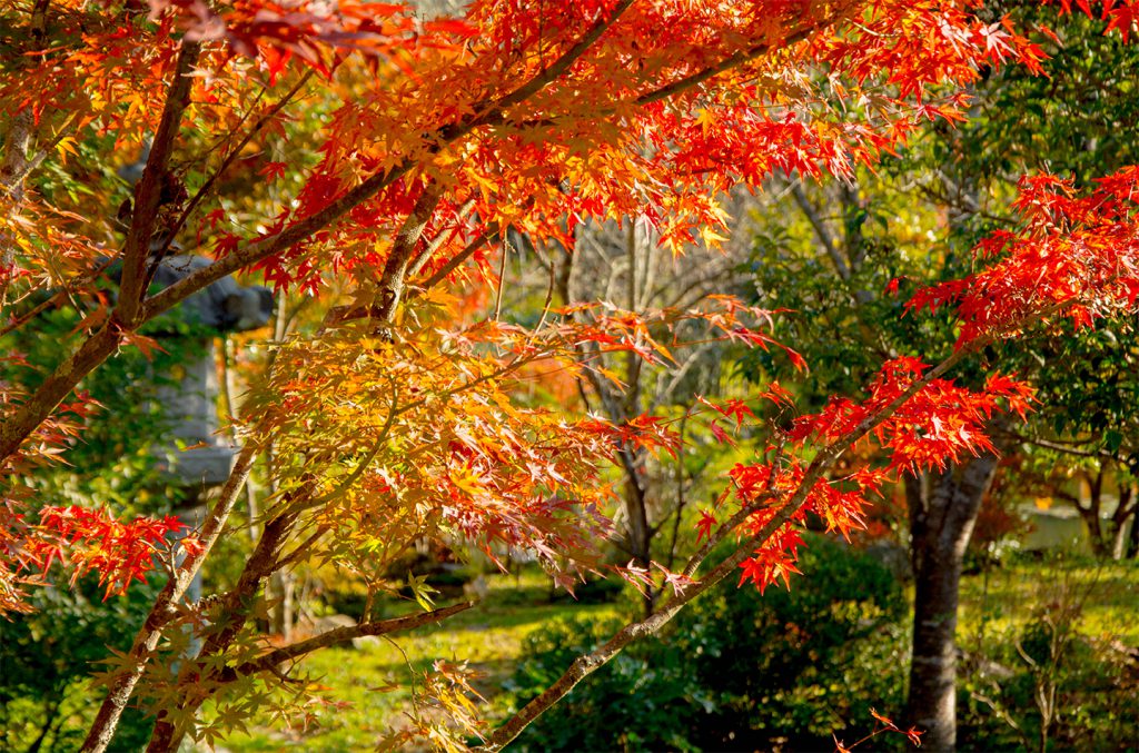 綾部の料亭 ゆう月 秋の庭園 紅葉