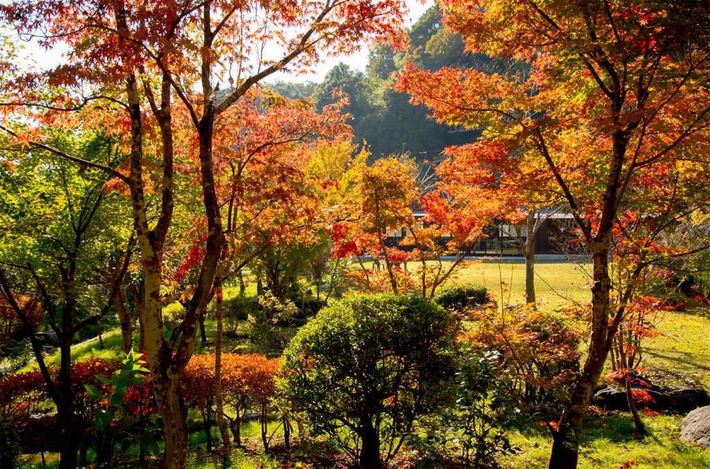 綾部の料亭ゆう月 秋の庭園 紅葉