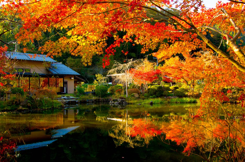 綾部の料亭 ゆう月 秋の庭園 紅葉