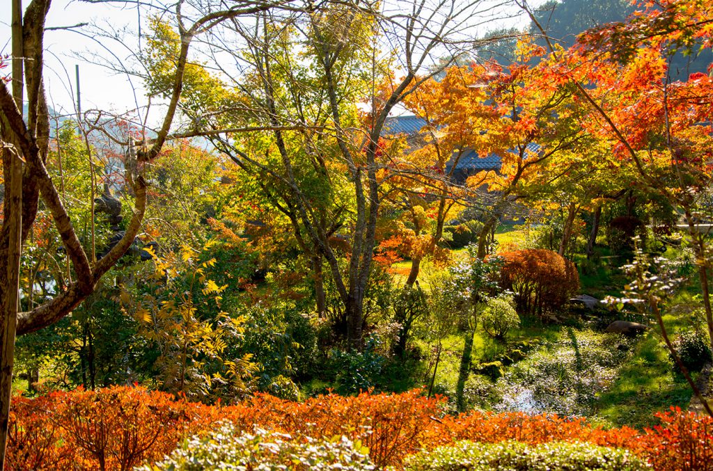 綾部の料亭 ゆう月 秋の庭園 紅葉