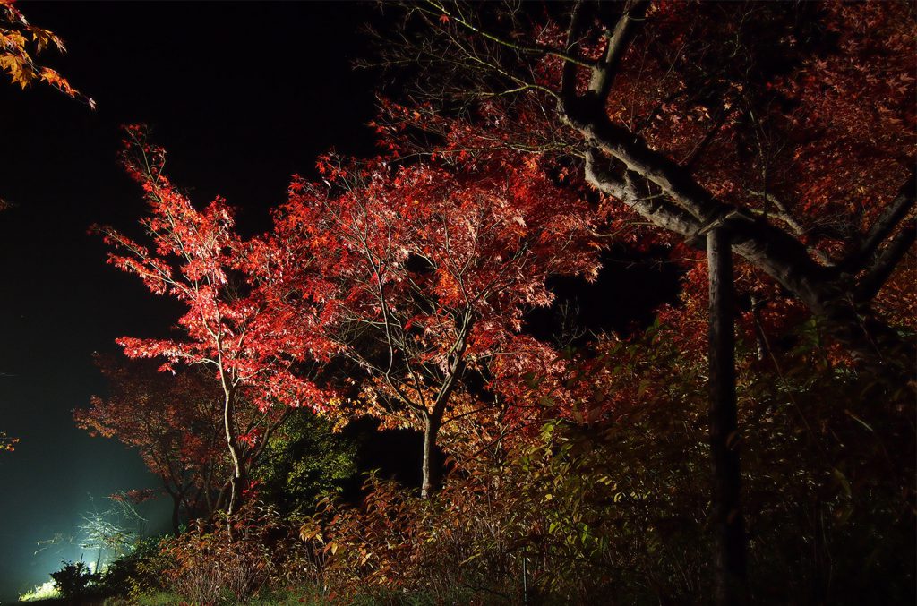 綾部の料亭 ゆう月 秋の庭園 紅葉 ライトアップ