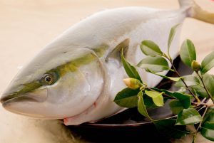 綾部の料亭 ゆう月 冬の食材 ブリ