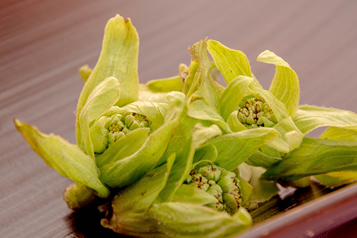 綾部の料亭 ゆう月 春の素材のページ 山菜 ふきのとう