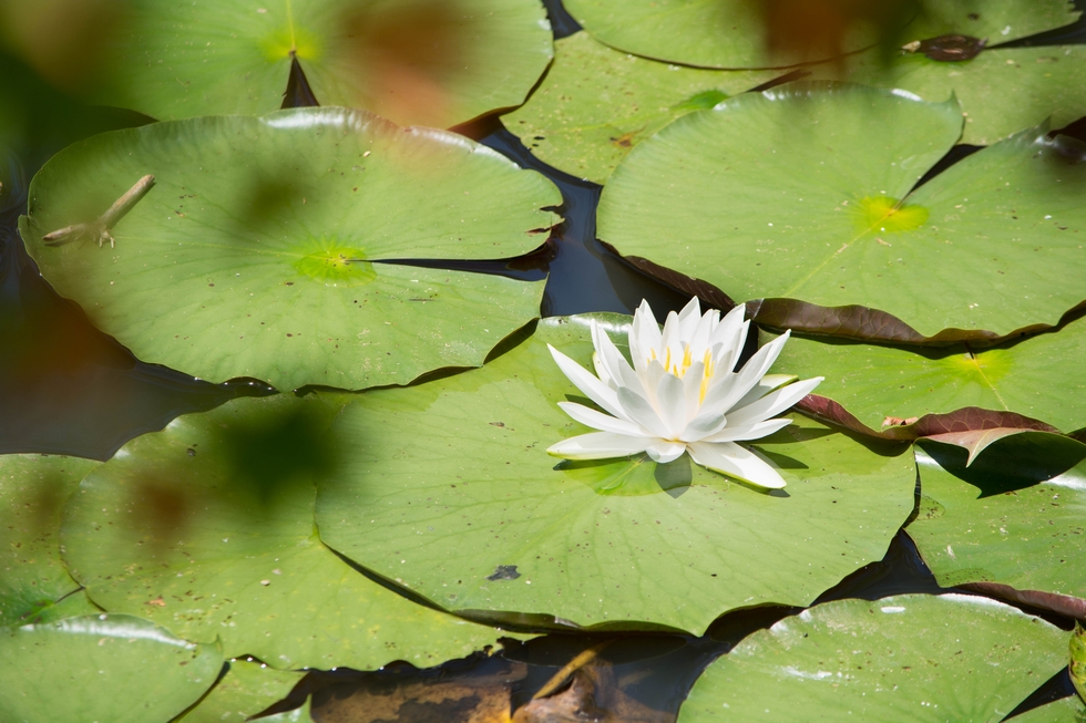 綾部の料亭 ゆう月 庭園 夏 睡蓮 紫陽花