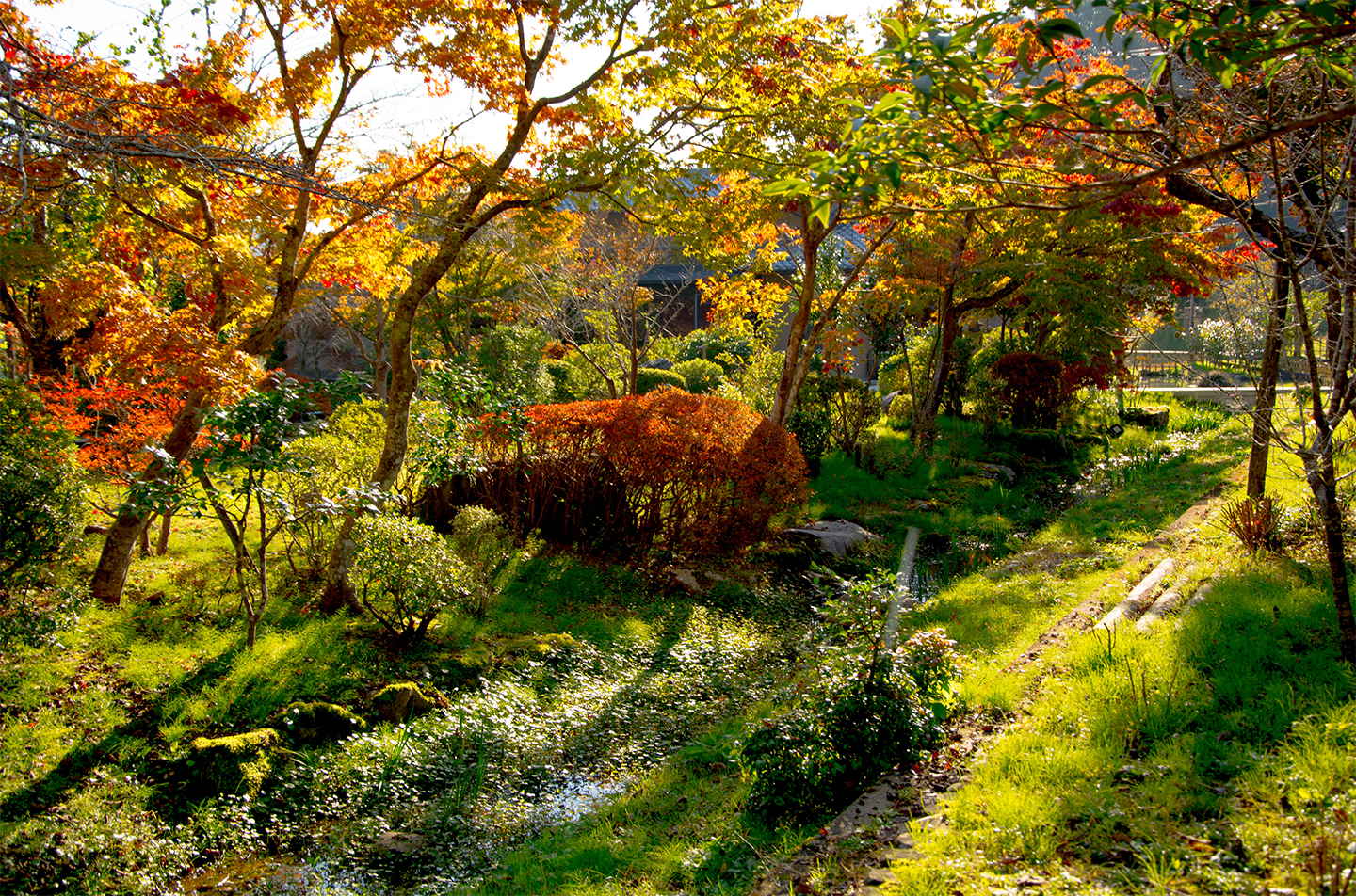 綾部の料亭 ゆう月 秋の庭園風景 紅葉