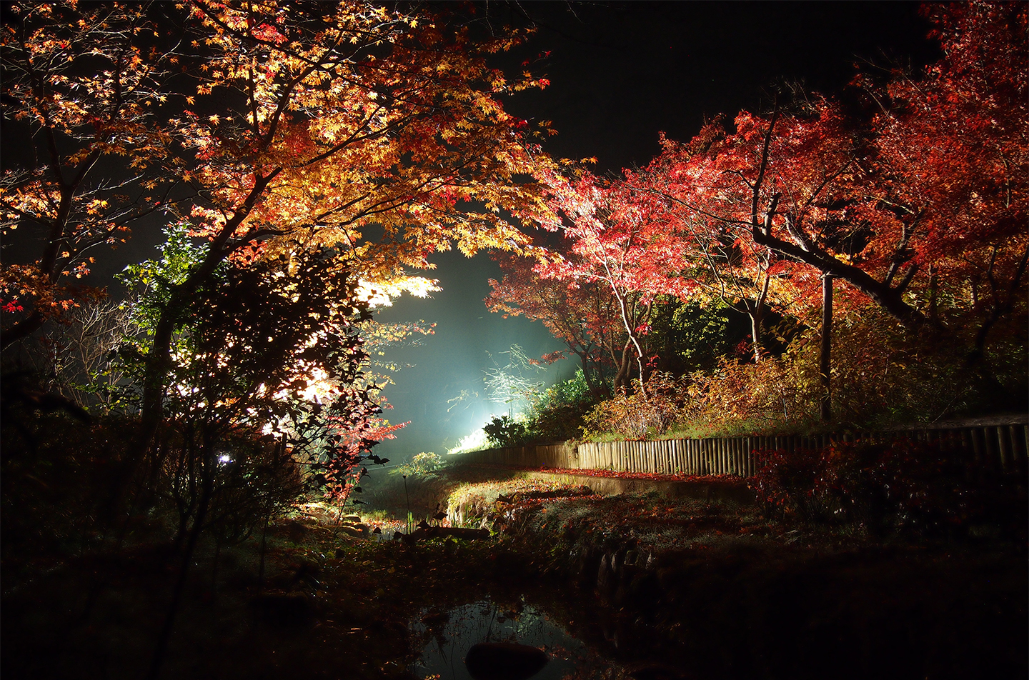 綾部の料亭 ゆう月 秋の庭園風景 紅葉 夜景 ライトアップ