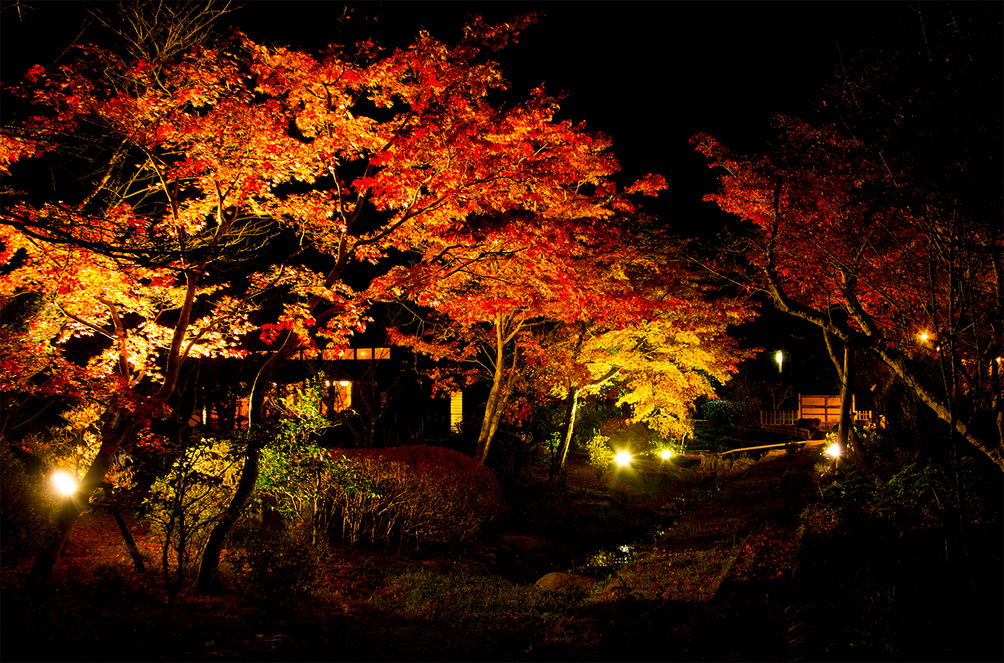 綾部の料亭 ゆう月 秋の庭園風景 紅葉 夜景 ライトアップ
