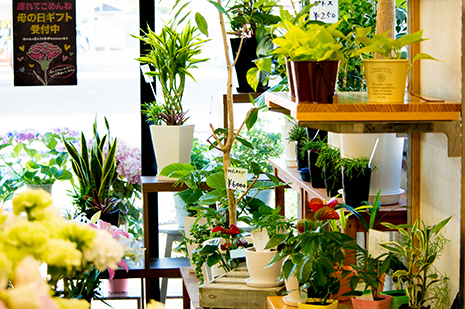 綾部 ゆう月の周辺案内 おすすめの店 花屋 ゆいまーる 観葉植物