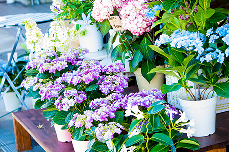 綾部 ゆう月の周辺案内 おすすめの店 花屋 ゆいまーる あじさい