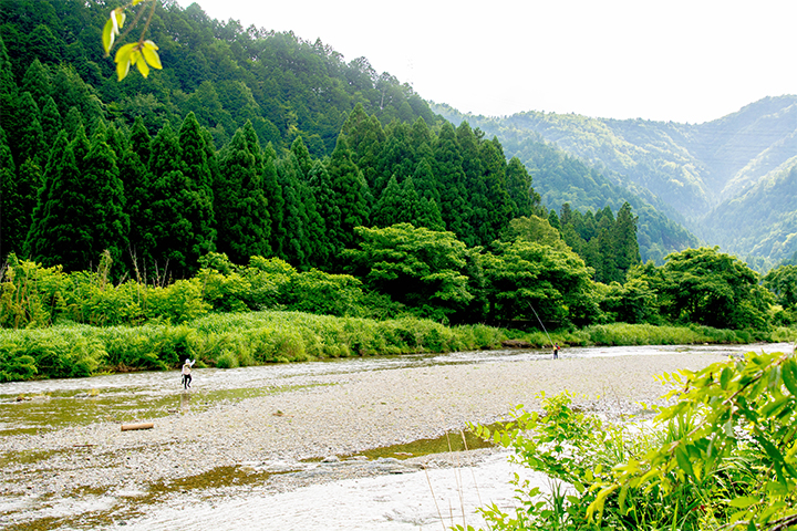 綾部の料亭 ゆう月 鮎 美山川 由良川 釣り