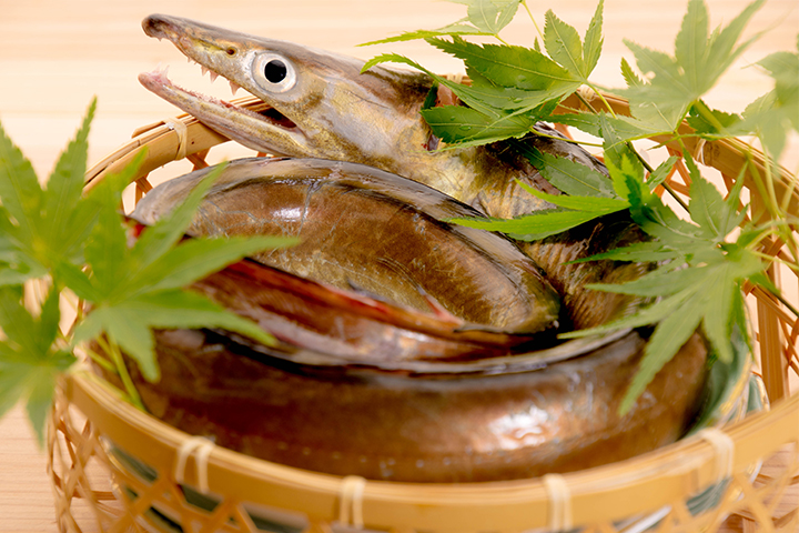 綾部の料亭 ゆう月 夏の素材 ハモ（祇園祭）の紹介