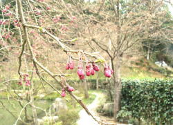 綾部ゆう月　桜（枝垂れ桜）