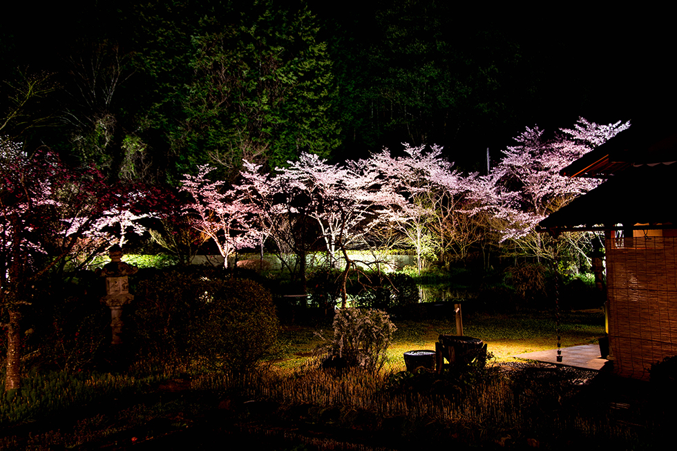 桜の庭園 日本庭園 桜景色 料亭 