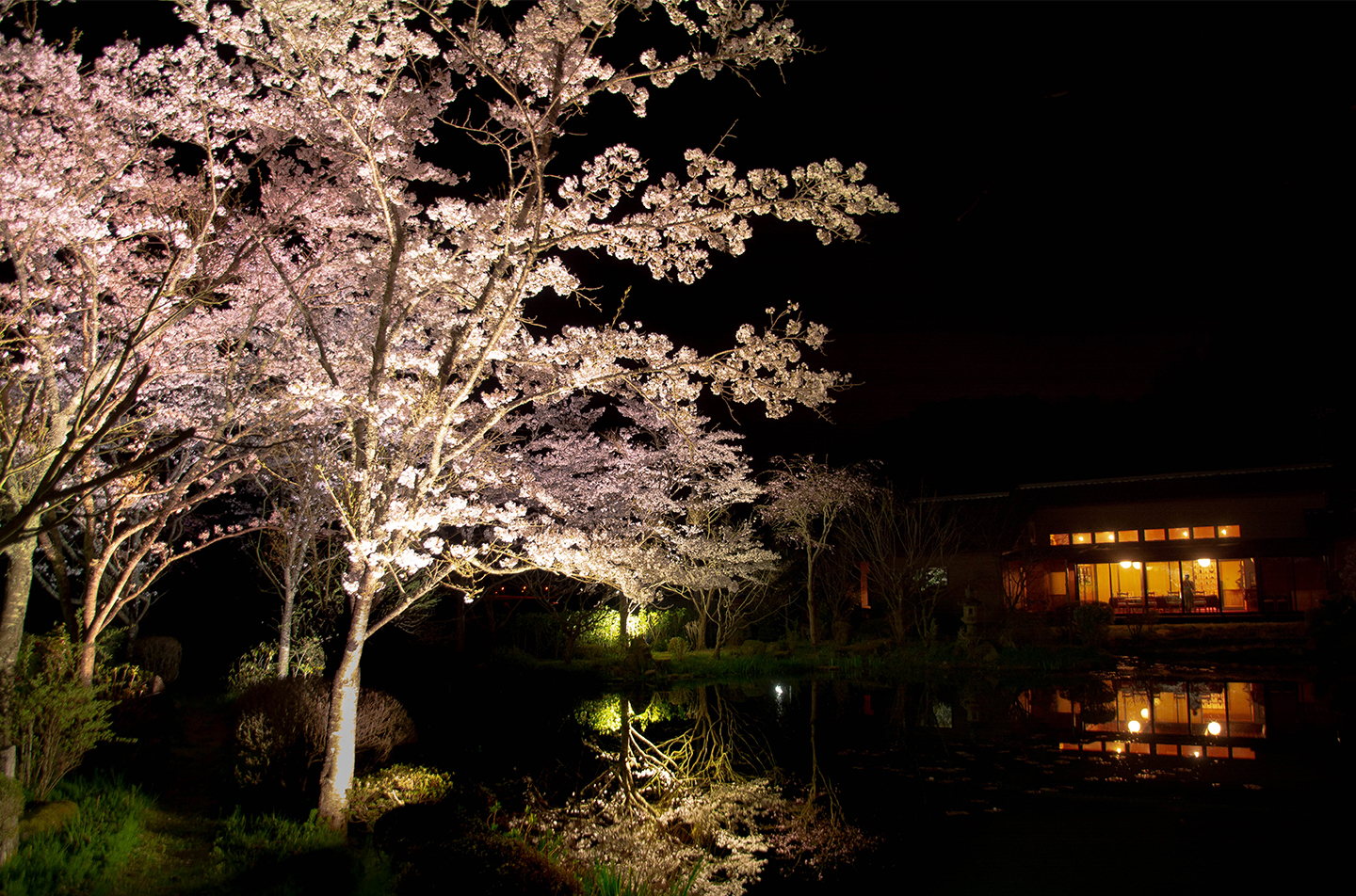 綾部の料亭 ゆう月 春の桜のライトアップ画像