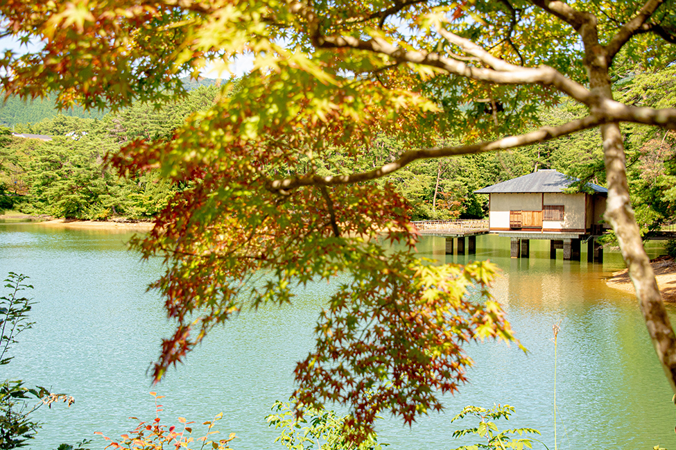 綾部 ゆう月周辺の観光施設 三段池公園 紅葉 松 こも巻き