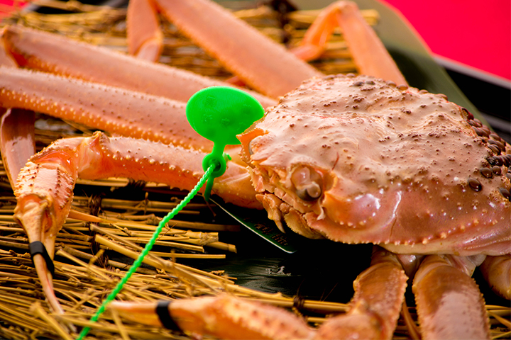 綾部の料亭 ゆう月 冬の素材の画像 ズワイ蟹 松葉蟹