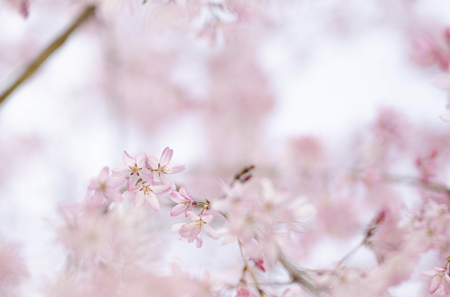 京都の和食レストラン ゆう月庭園の桜