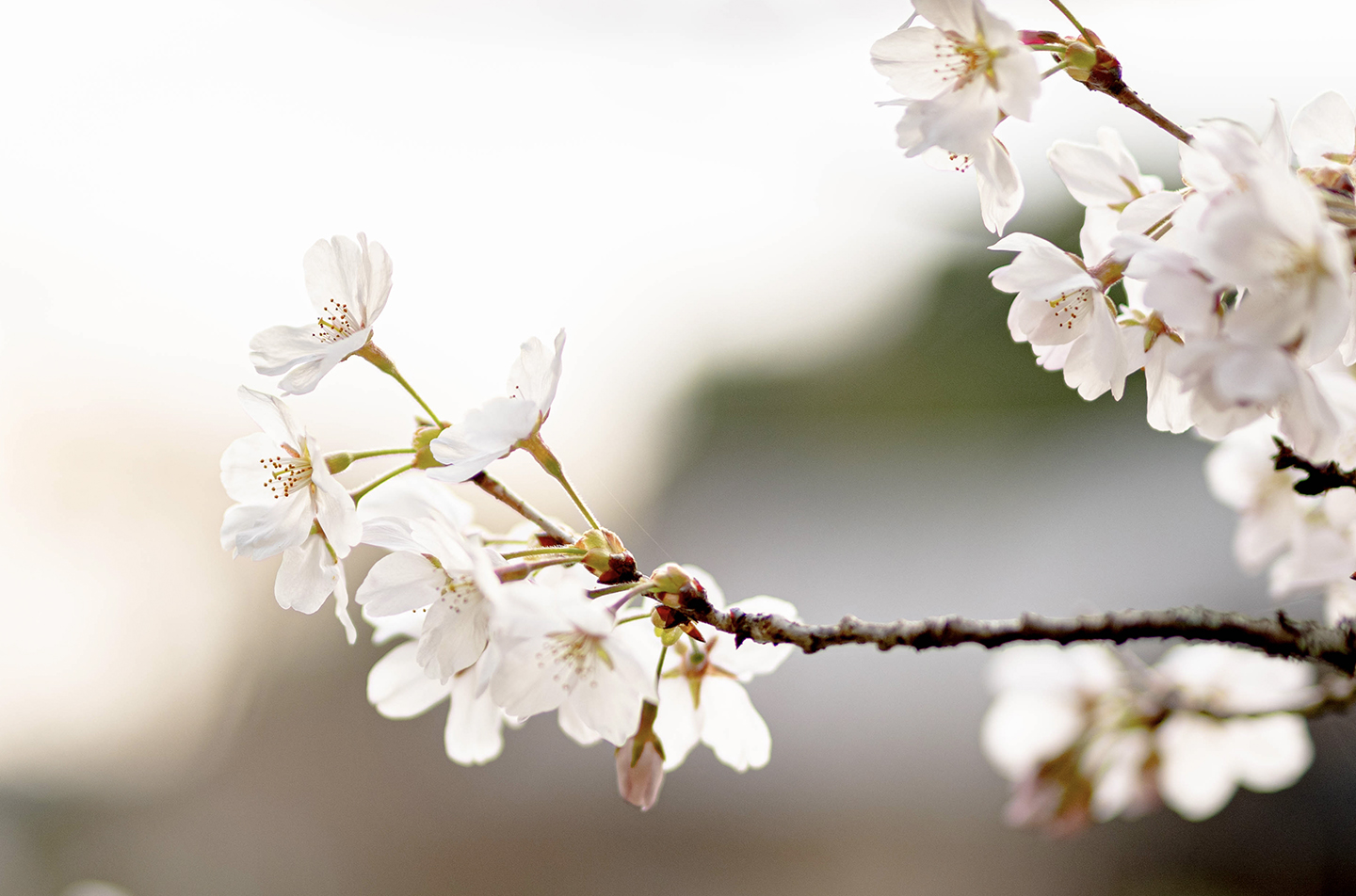 京都の和食レストラン ゆう月庭園の桜