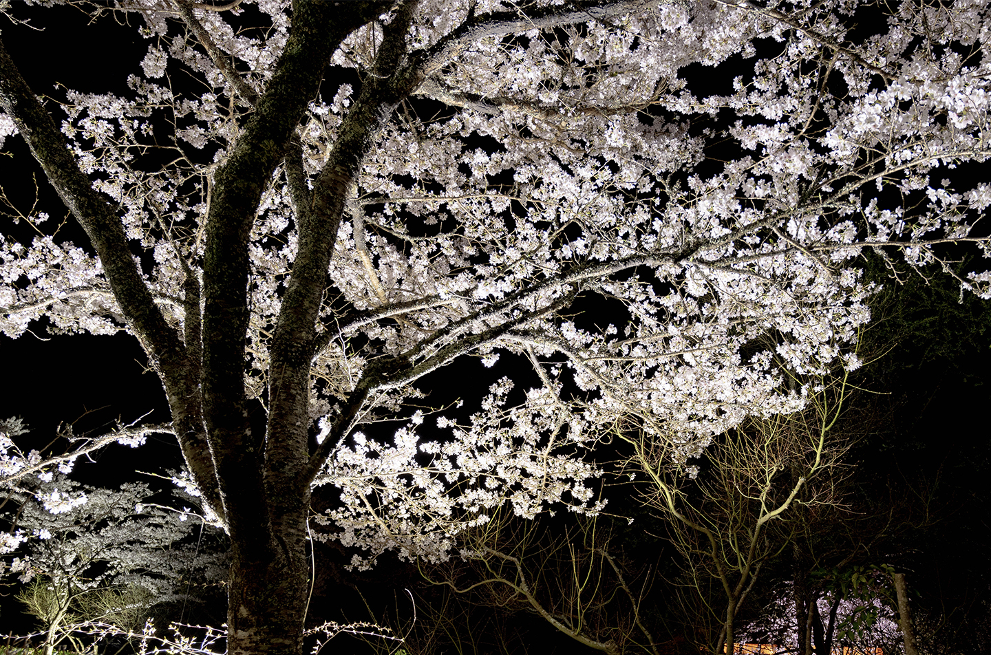 京都の和食レストラン ゆう月の夜桜のライトアップ