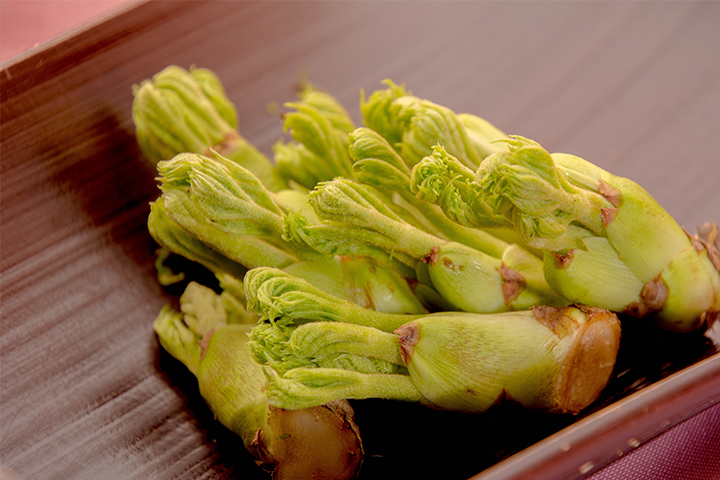 綾部の料亭 ゆう月 春の素材のページ 山菜 タラの芽