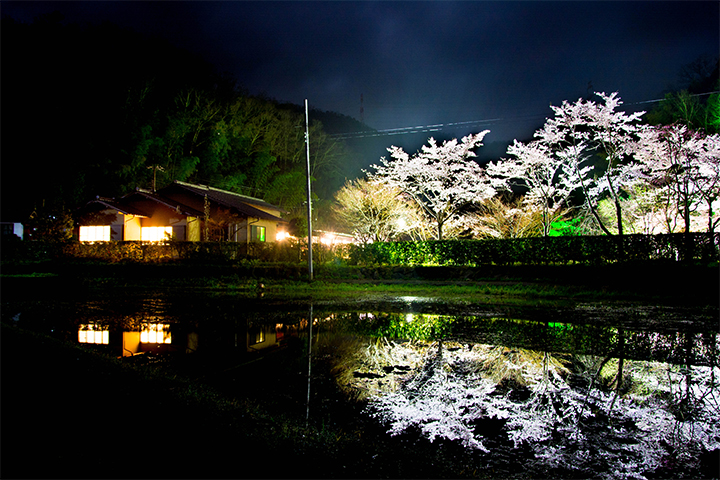 綾部の料亭 ゆう月 庭園の夜桜ライトアップ 一般公開