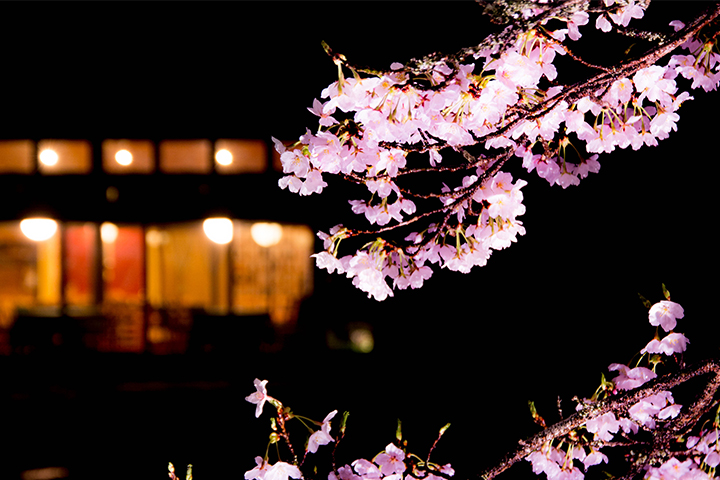 綾部の料亭 ゆう月 庭園の夜桜ライトアップ 一般公開
