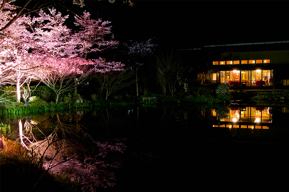 綾部の料亭 ゆう月 桜前線が到来する庭園の夜桜ライトアップ 一般公開
