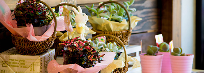 綾部 会席 ゆう月 花屋 ゆいまーる お祝い 誕生日 プレゼント 鉢物 寄せ植え